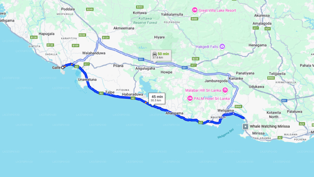 Whale Watching from Hiriketiya on Shared Boat