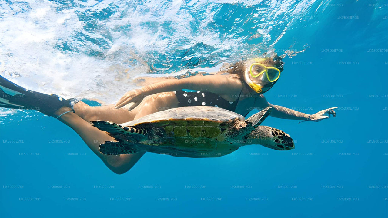 Snorkling med havskildpadder fra Pigeon Island