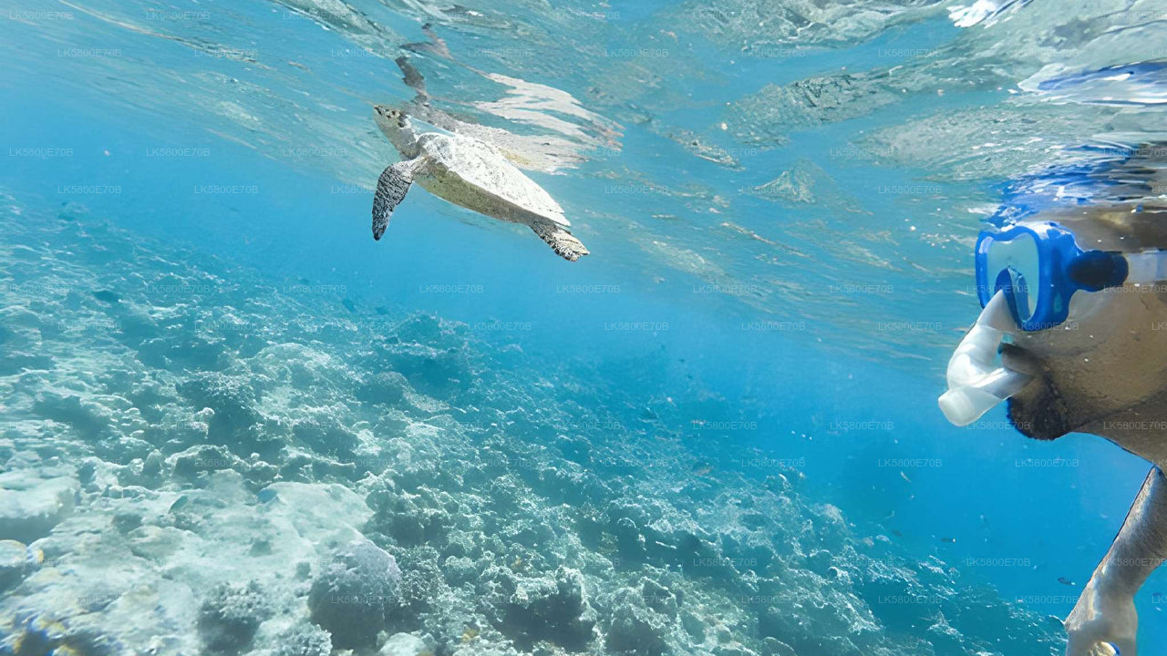 Snorkling med havskildpadder fra Mirissa