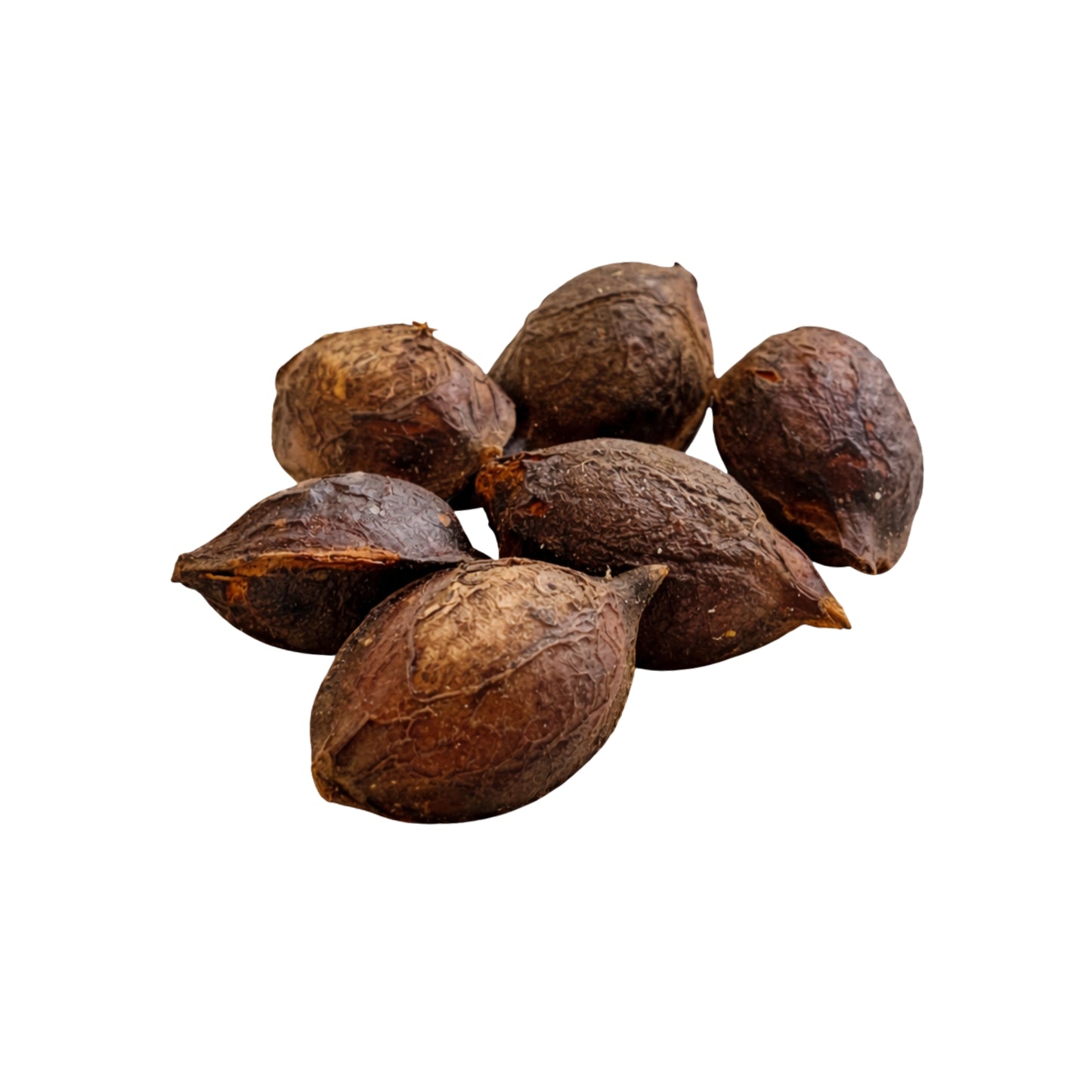 Lakpura® Terminalia Catappa (Kottamba) Hele Frø