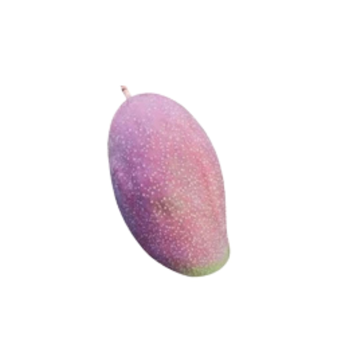 Lakpura® Thai lilla mango-podet plante