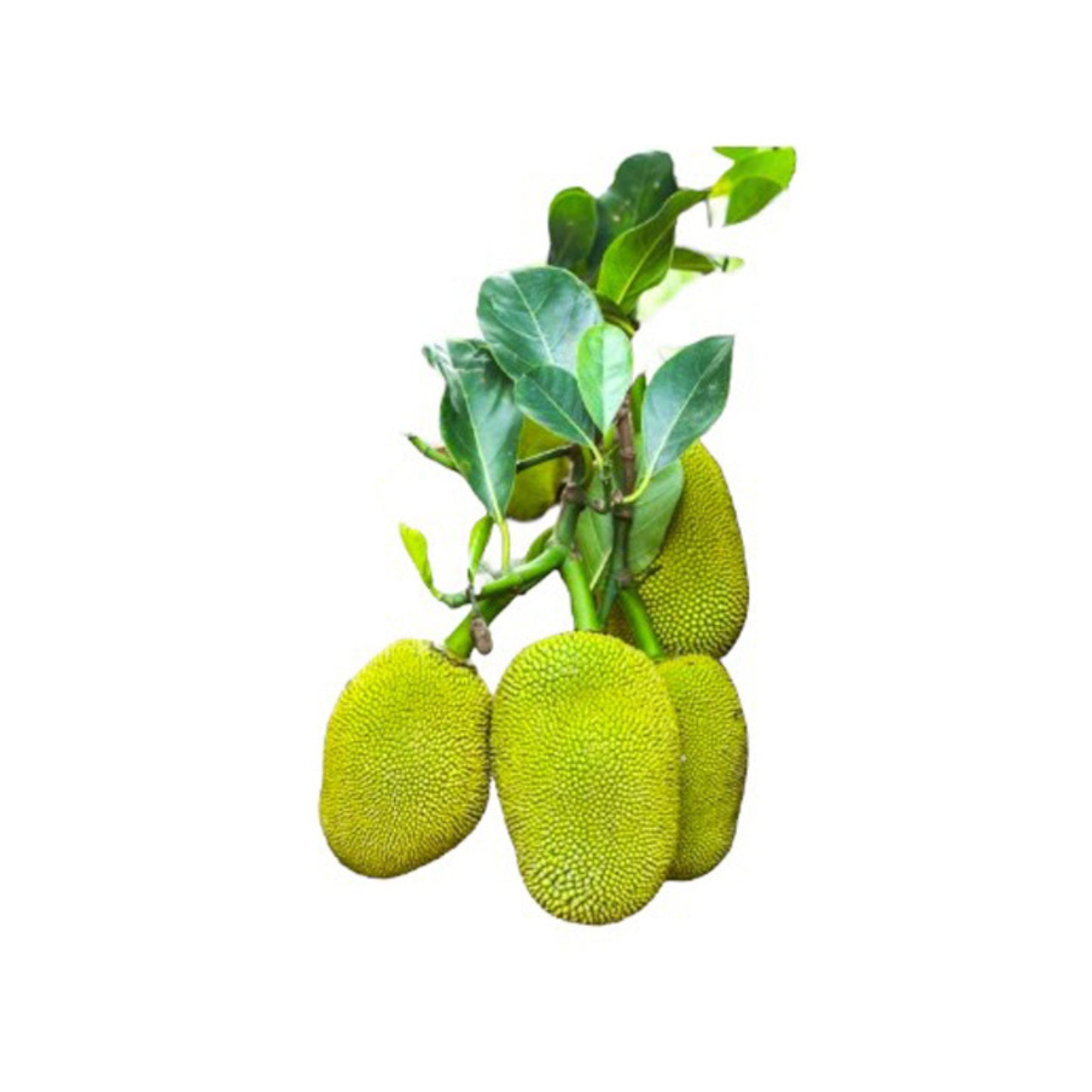 Lakpura Fatheralone Jackfruit Grafted Plant