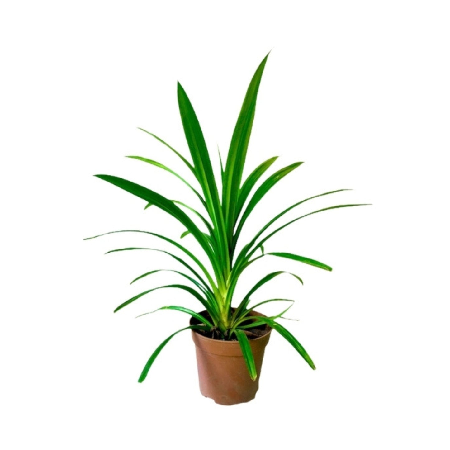 Lakpura® Pandanbladplanter