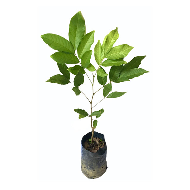 Lakpura Malaysian Budded Red Rambutan Fruit Plant