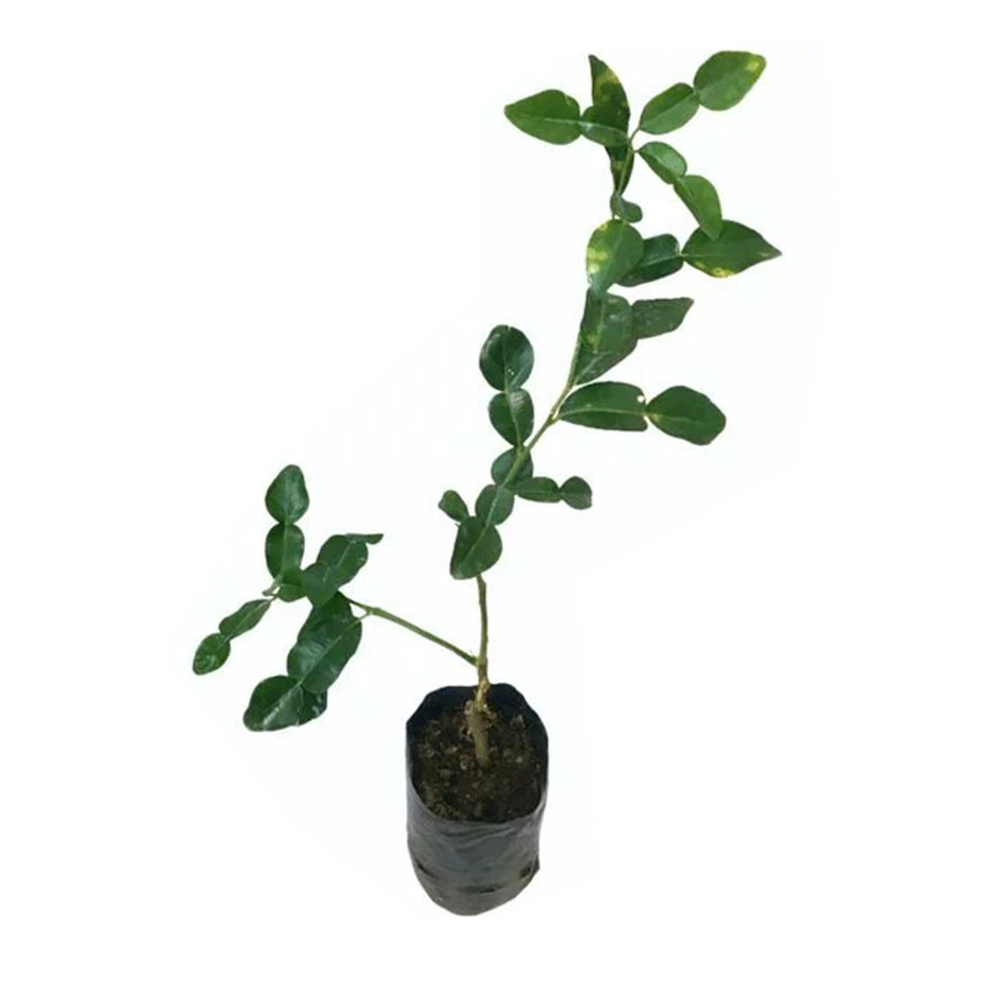 Kaffir Lime () Krydderplanter