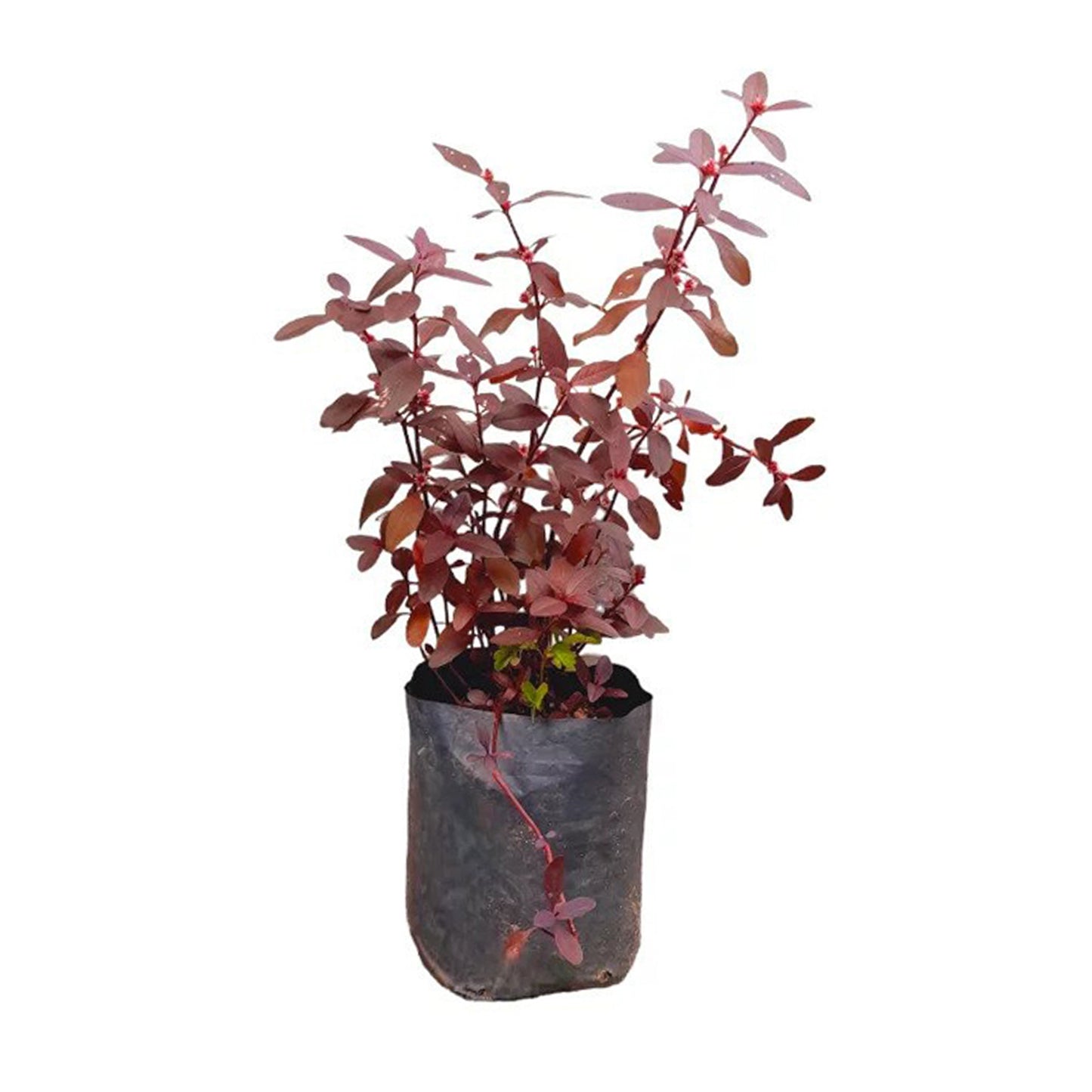 Lakpura Rathu Mugunuwanna () Lægeplanter