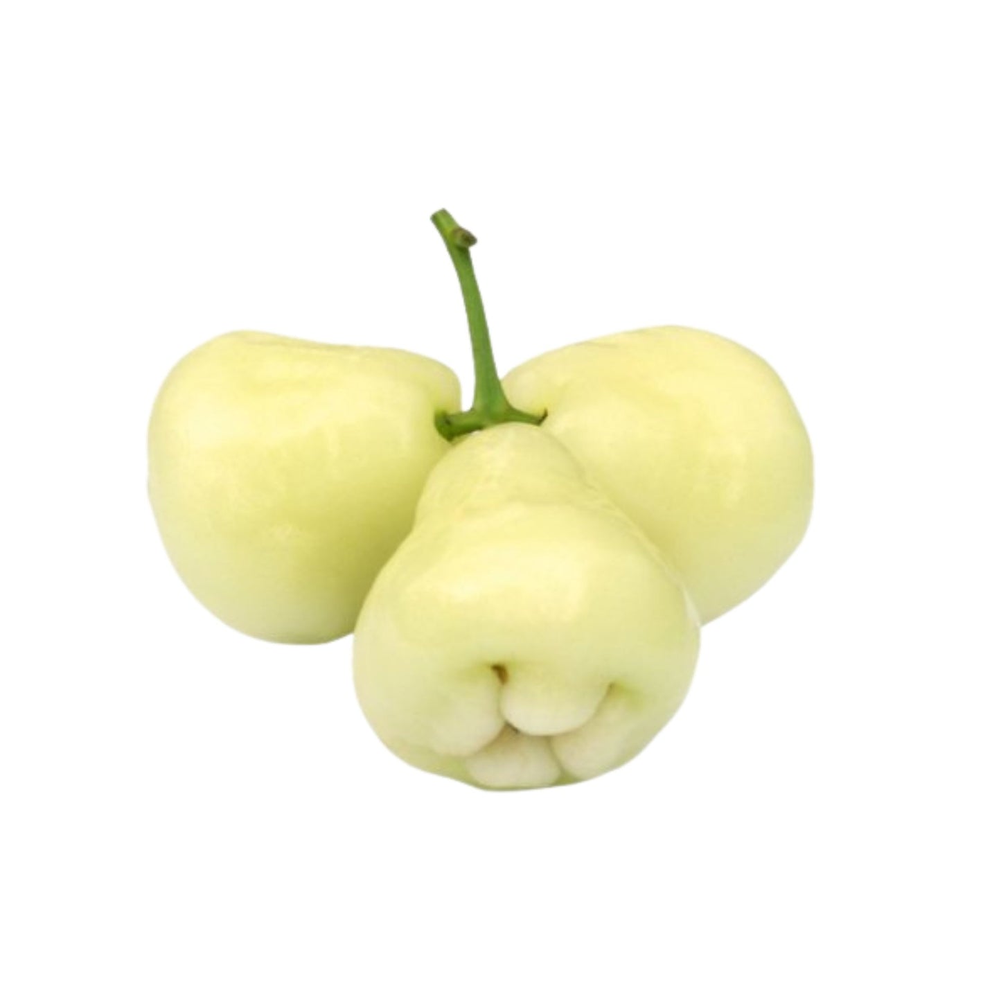 Lakpura® hvid rose æbleplante