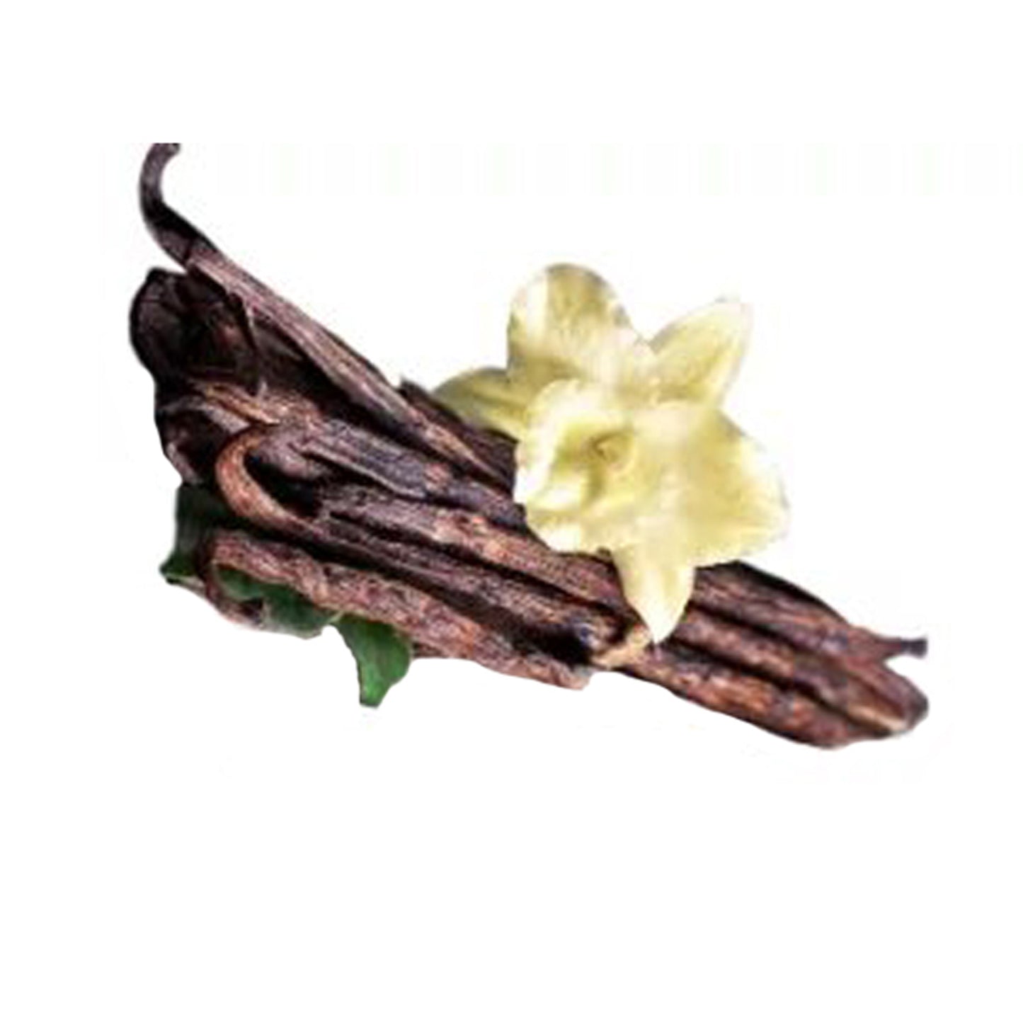 Vanila () Krydderiplanter