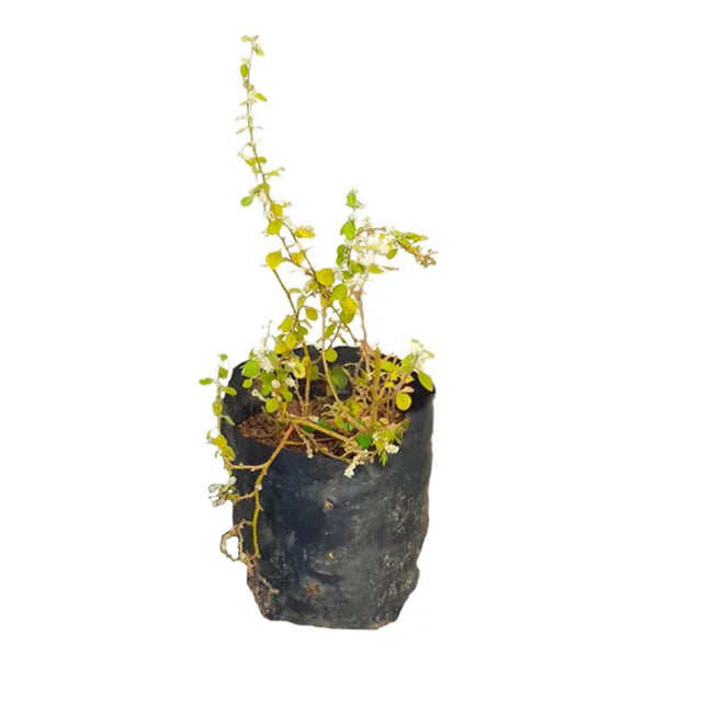 Lakpura® Polpala Plant