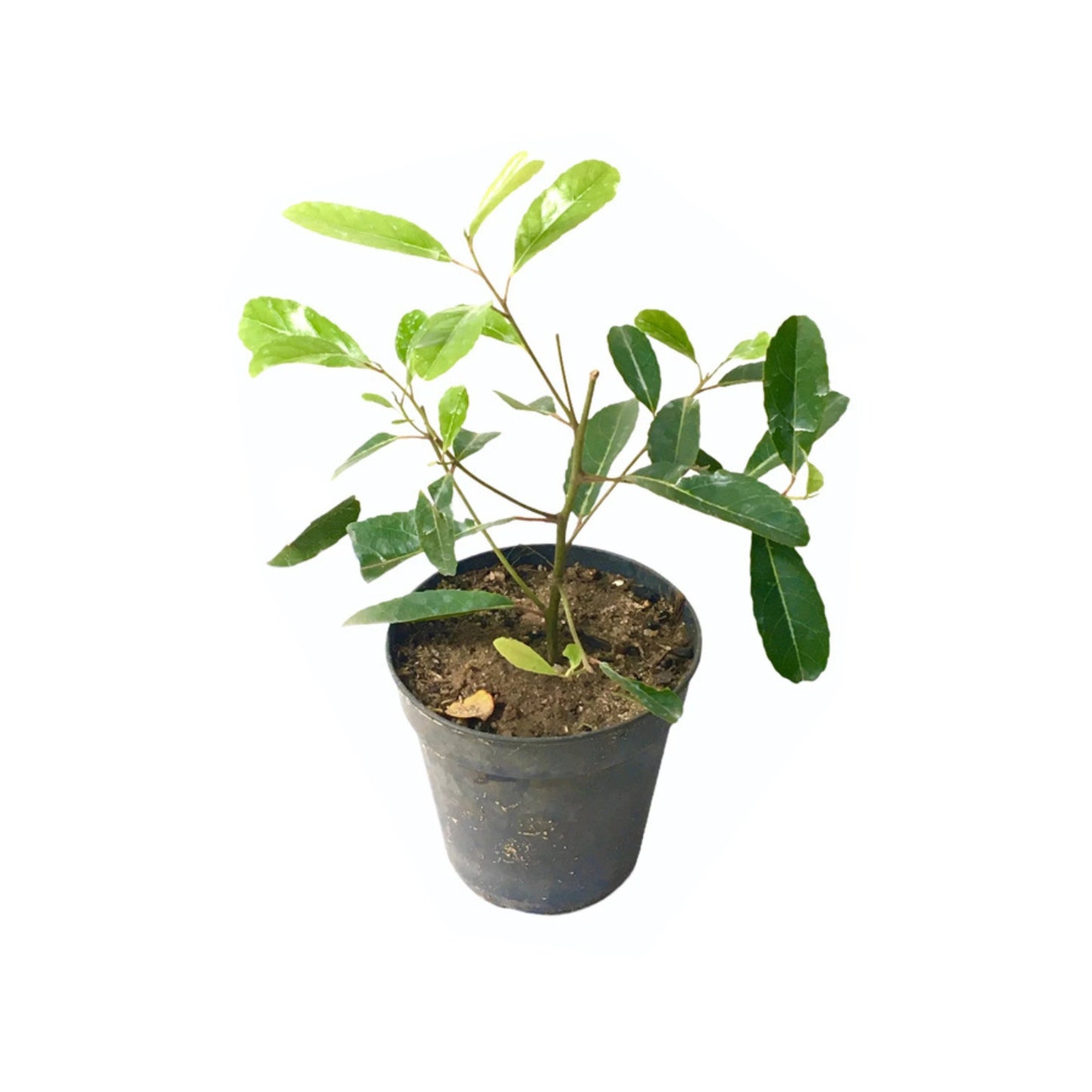 Lakpura® Olive Veralu Layered Plant