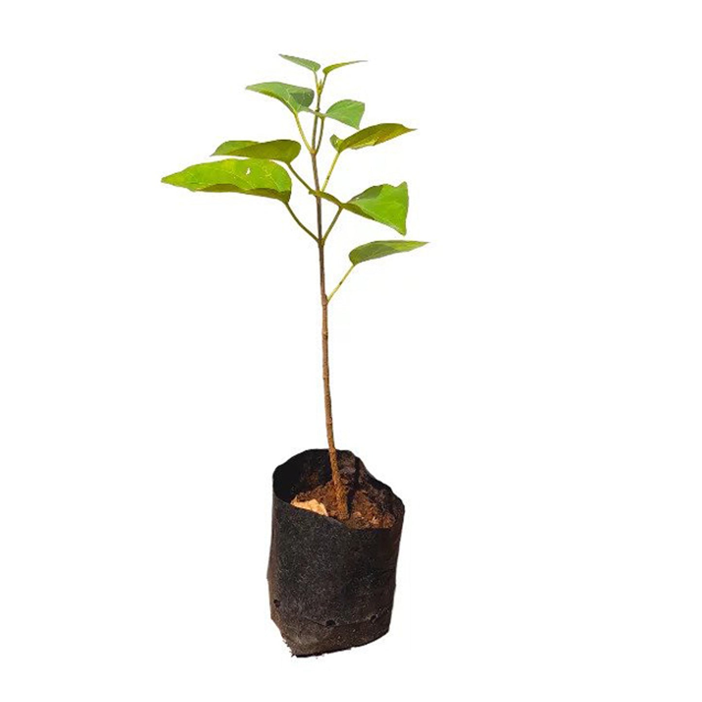 Lakpura Ruk Anguna () Lægeplanter