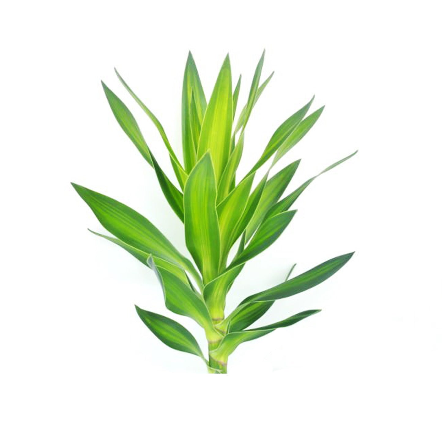Lakpura Dracaena Reflexa 'Grøn' (50 blade) Medium