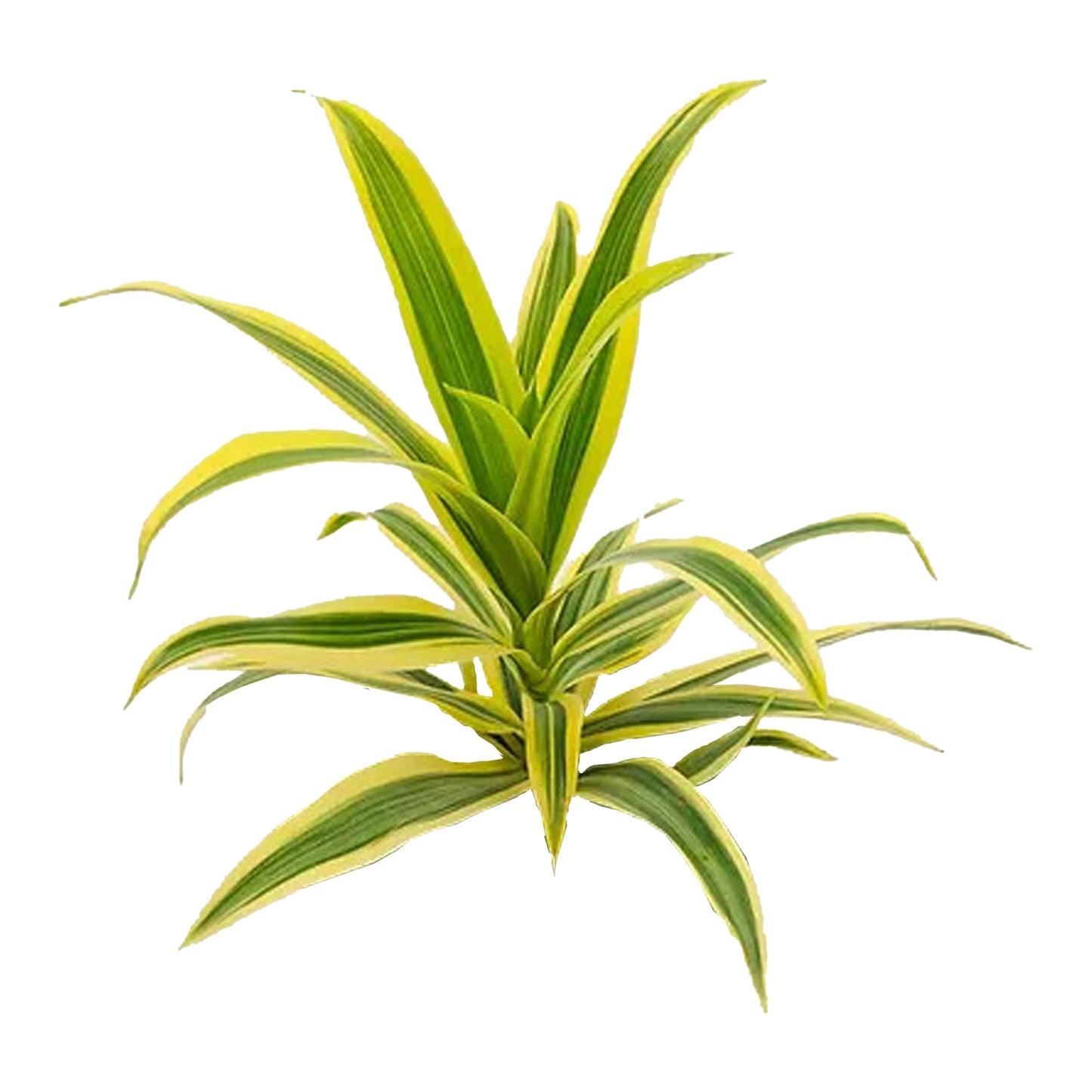 Lakpura Dracaena Reflexa 'Indiens sang' (50 blade) Medium