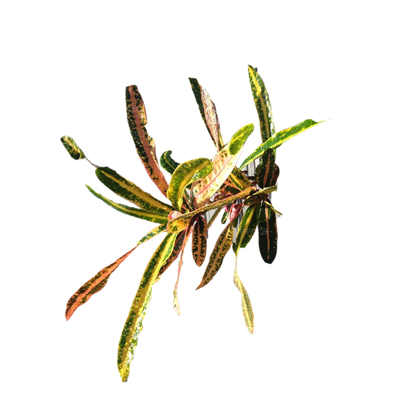 Lakpura Victoria Gold Bell Croton (50 blade)