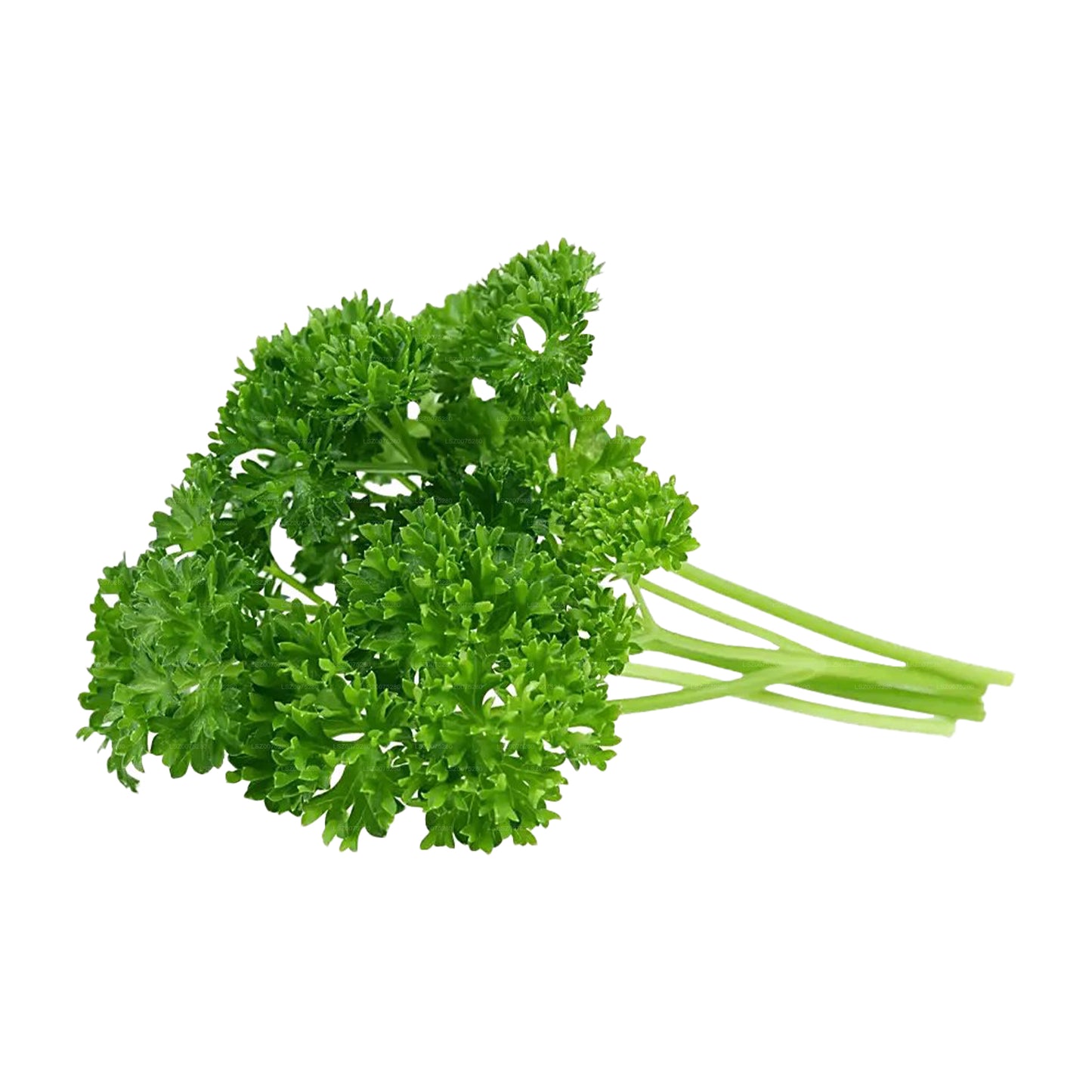 Lakpura® Parsley