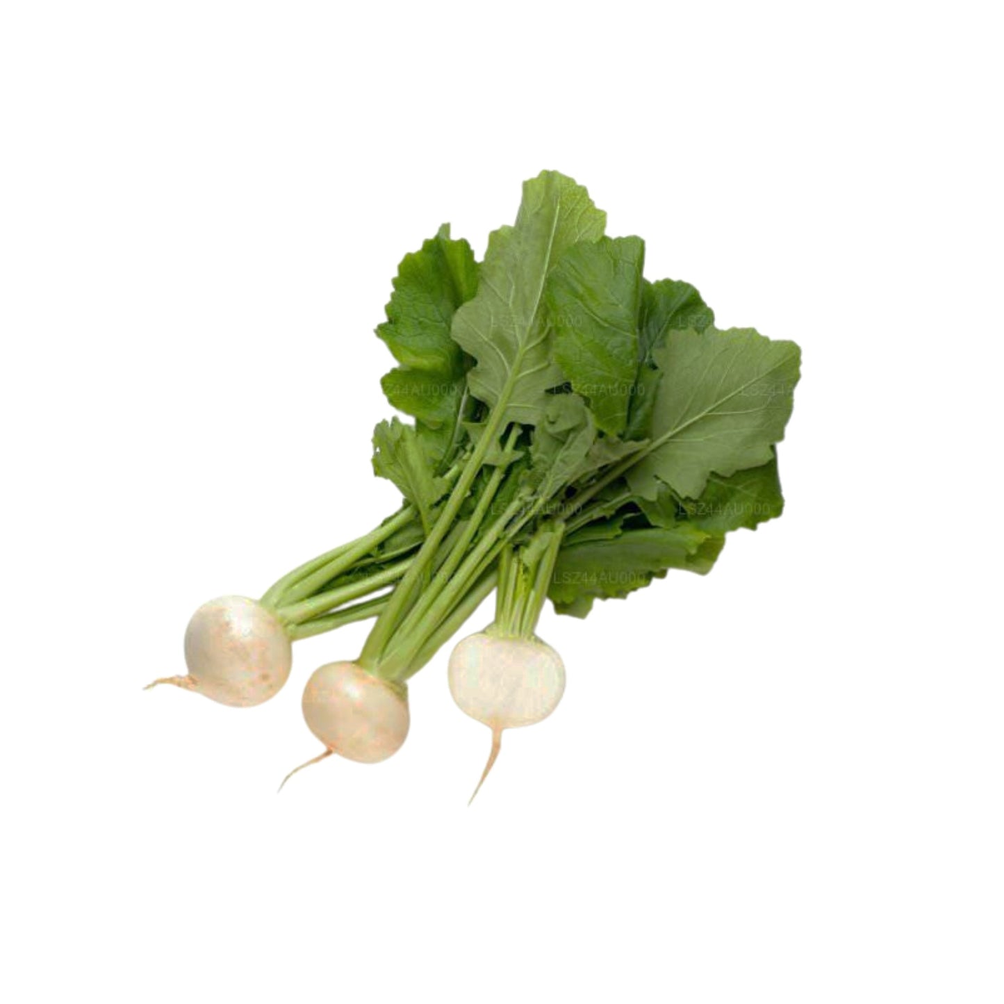 Raddish () 250g