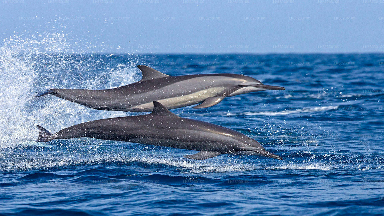 Delfinobservationstur med båd fra Trincomalee