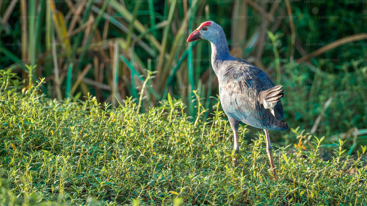 Bundala National Park Safari fra Galle