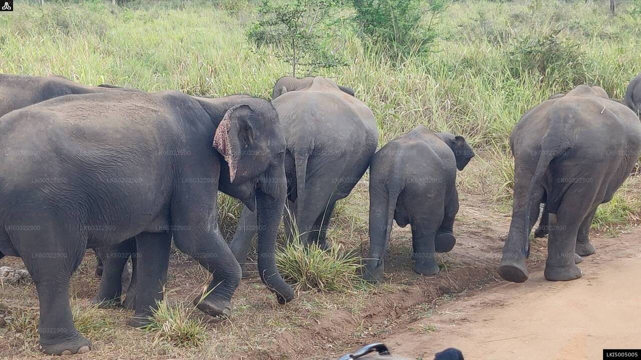 Hurulu Eco Park Privat Safari fra Habarana