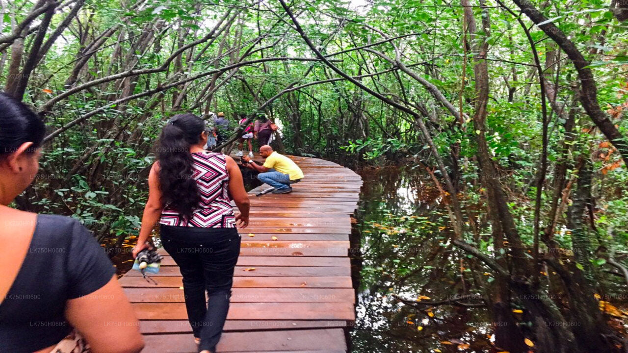 Birdwatching at Diyasaru Uyana from Colombo