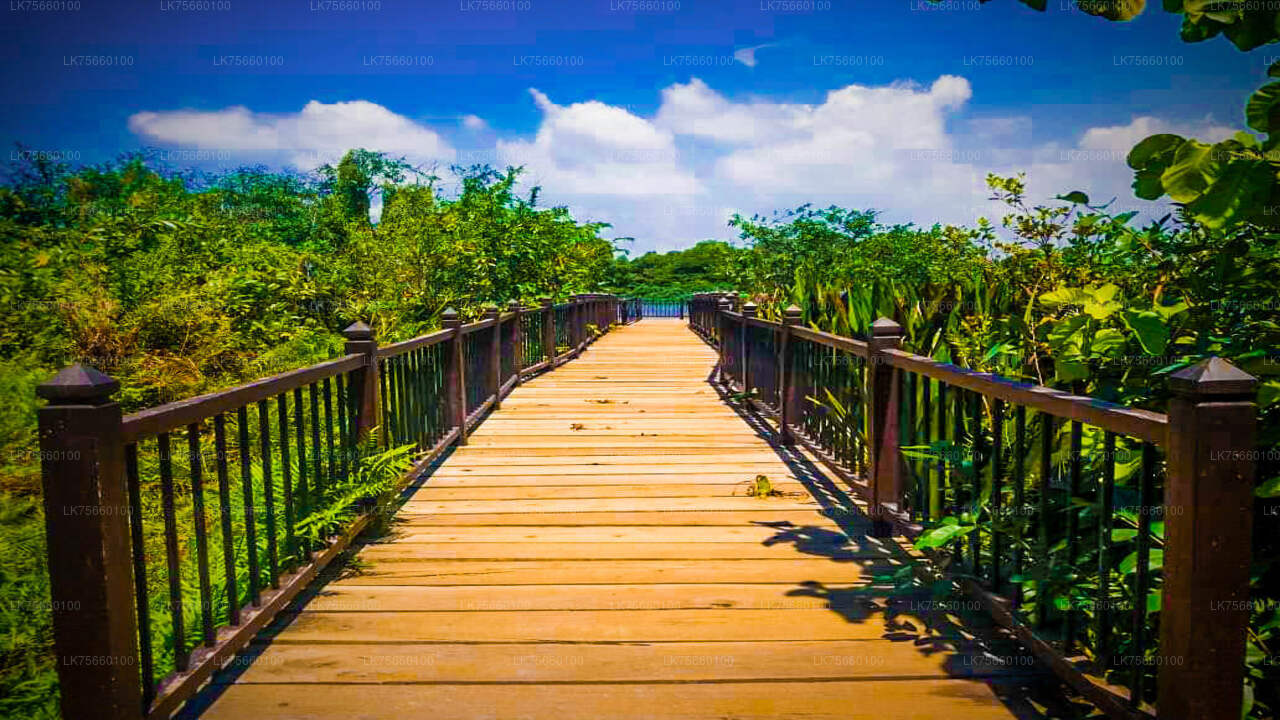 Fuglekiggeri ved Thalangama Wetland fra Mount Lavinia
