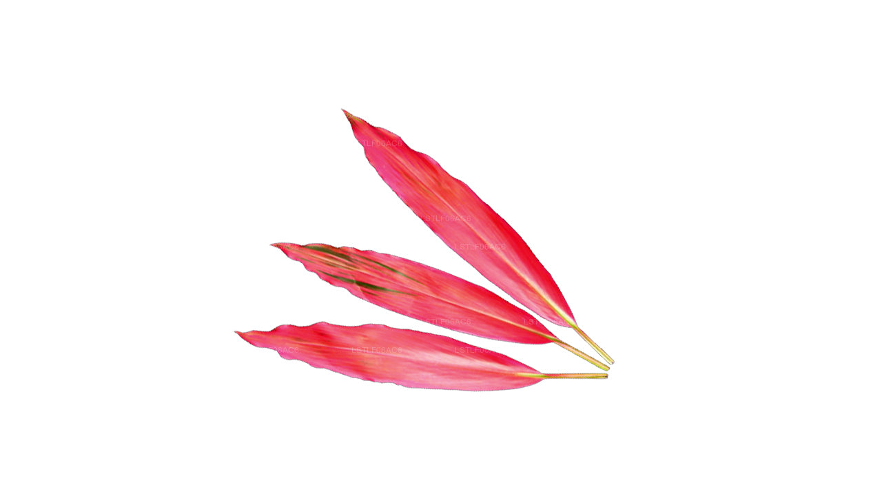 Lakpura Cordyline fruticosa 'Firebrand' (20 Leaves) Medium