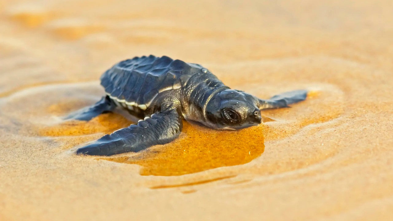 Baby Turtle Release