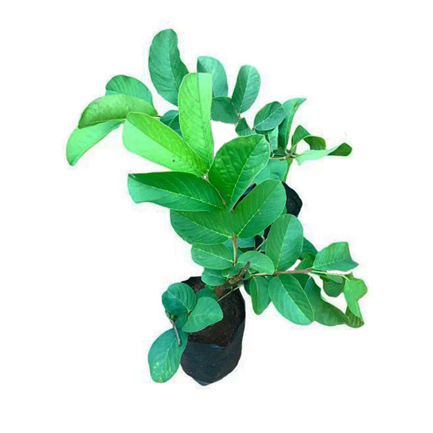 Lakpura Kilo Guava frugtplante