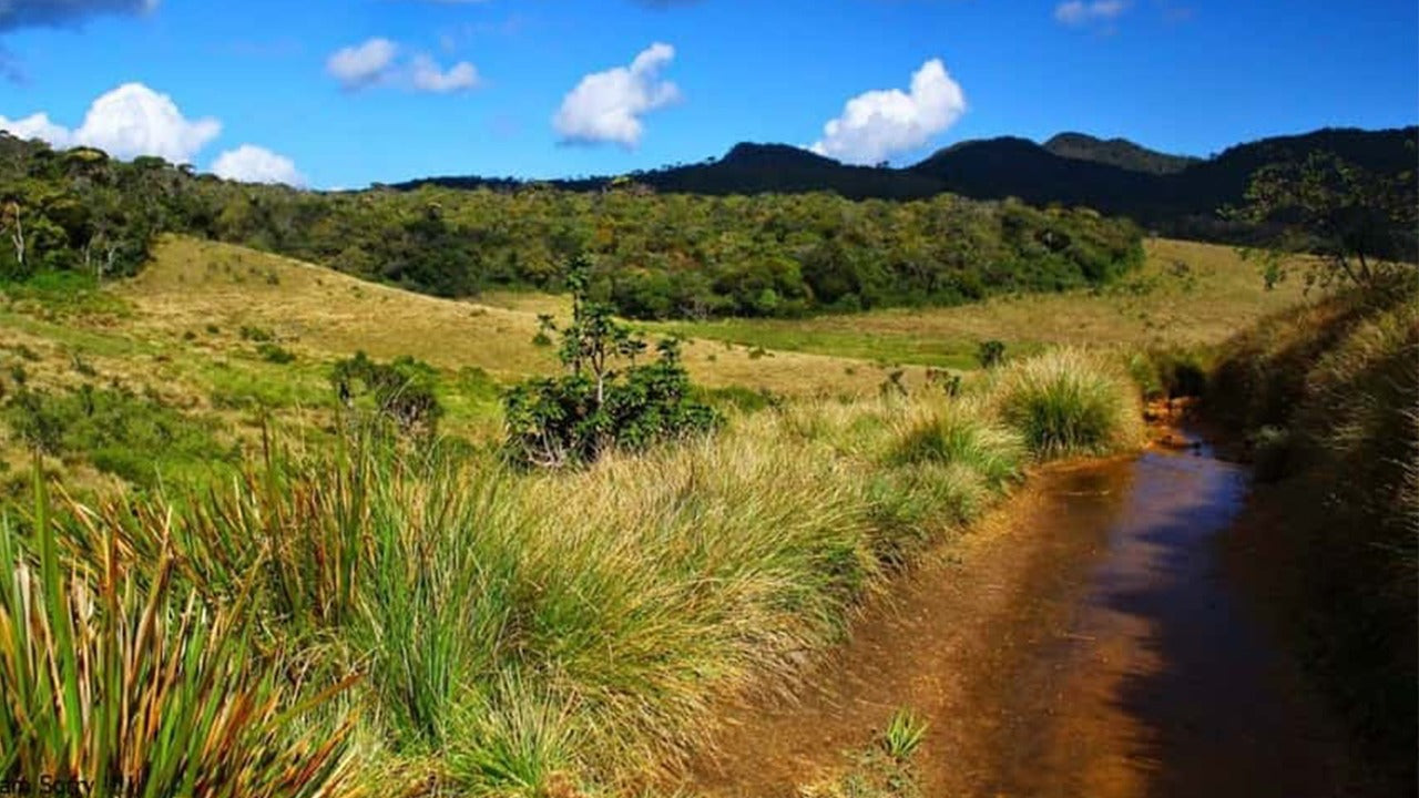 Guidet tur til Horton Plains Nationalpark med entrébilletter