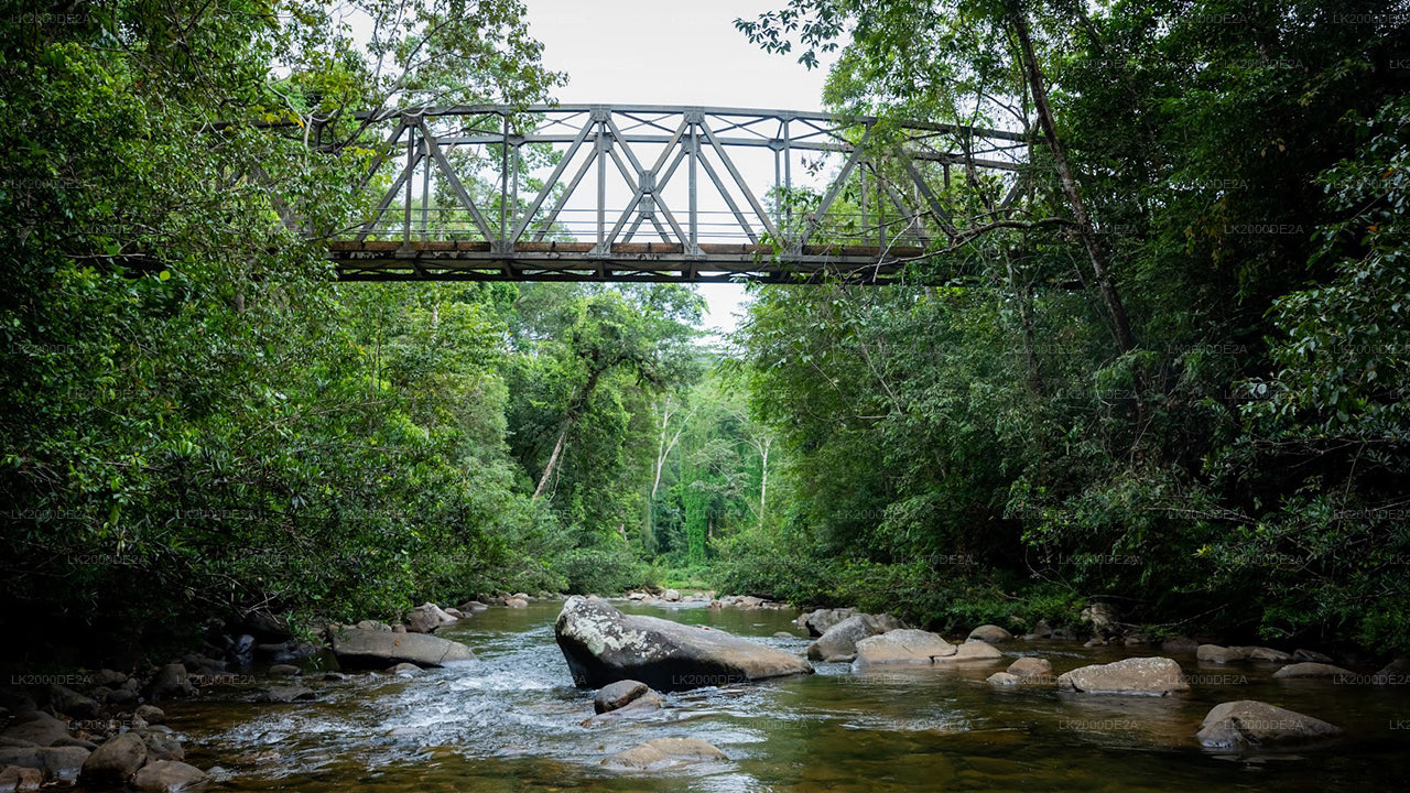 Sinharaja Forest Reserve Guided Tour with Entrance Tickets