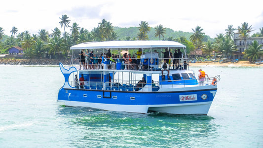 Hvalsafari fra Mirissa på delt båd