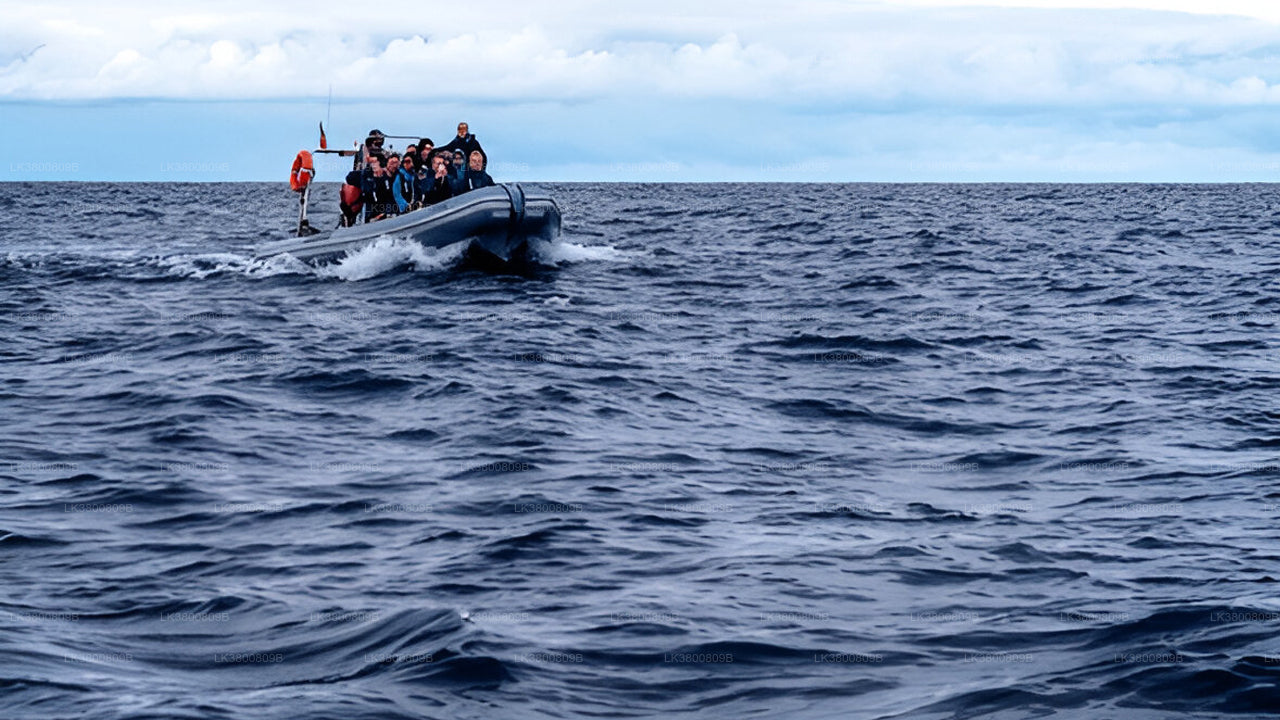 5-Hour Shared Dolphin Watching Cruise from Colombo