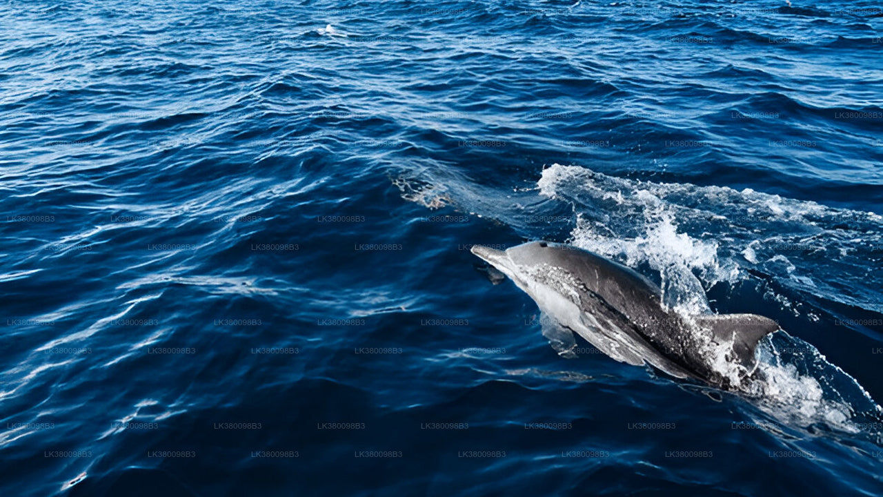 Dolphin Watching Boat Tour from Tangalle