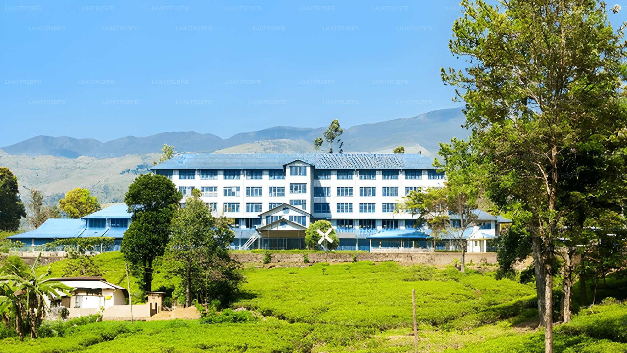 Naturskøn privat transport fra Nuwara Eliya til Kandy med sightseeing
