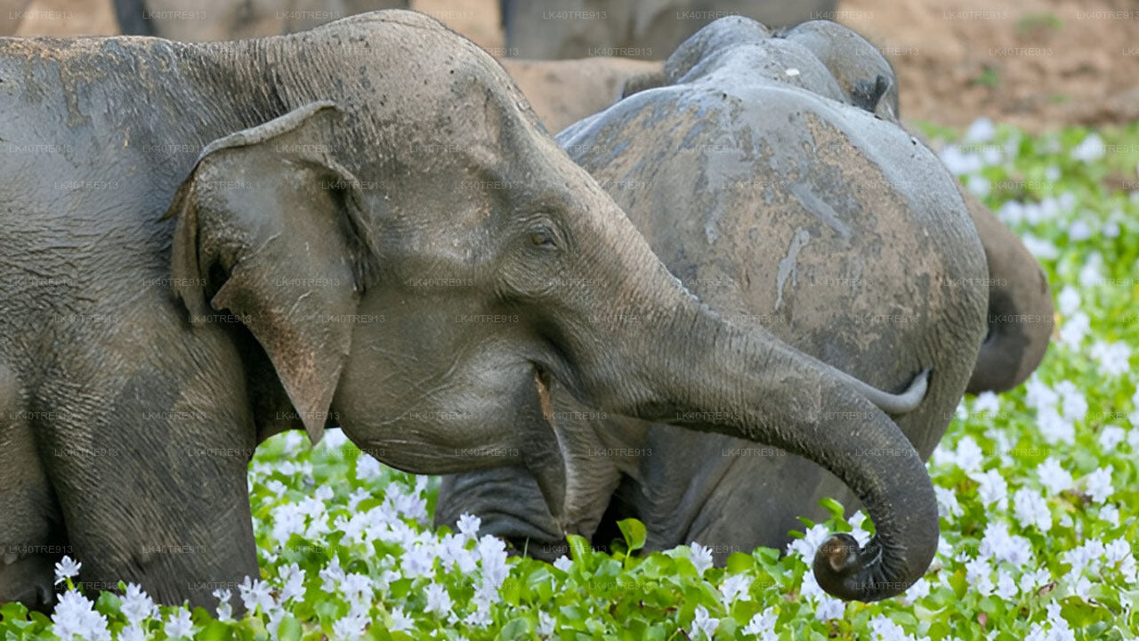 Privat tur fra Sigiriya til Kandy med Wasgamuwa Safari