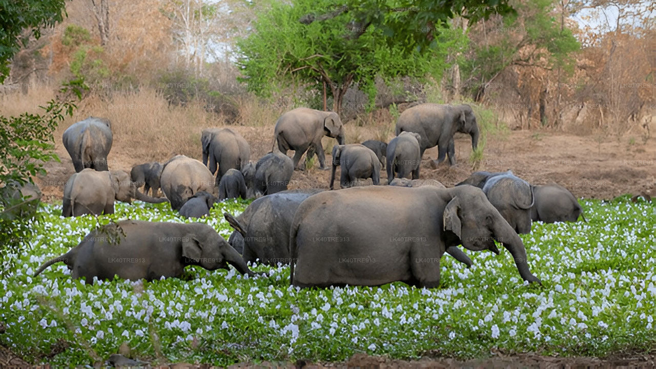 Privat tur fra Sigiriya til Kandy med Wasgamuwa Safari