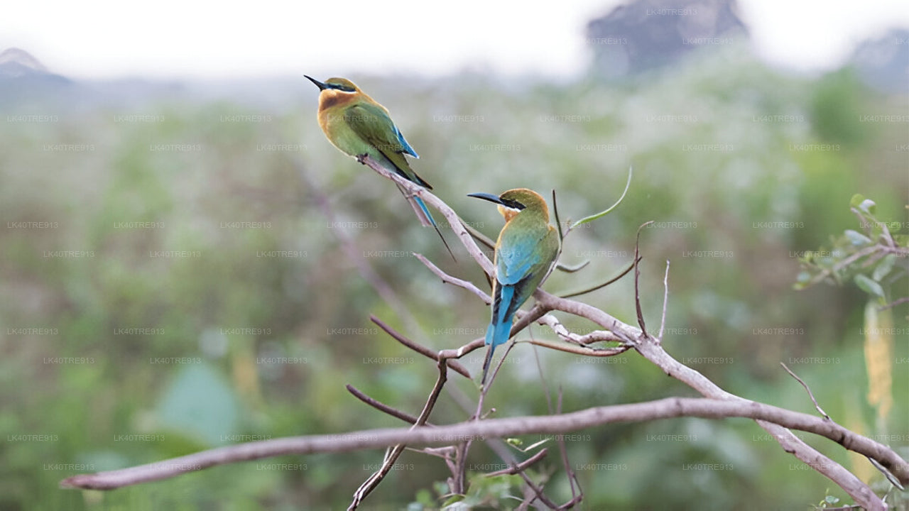 Privat tur fra Sigiriya til Kandy med Wasgamuwa Safari