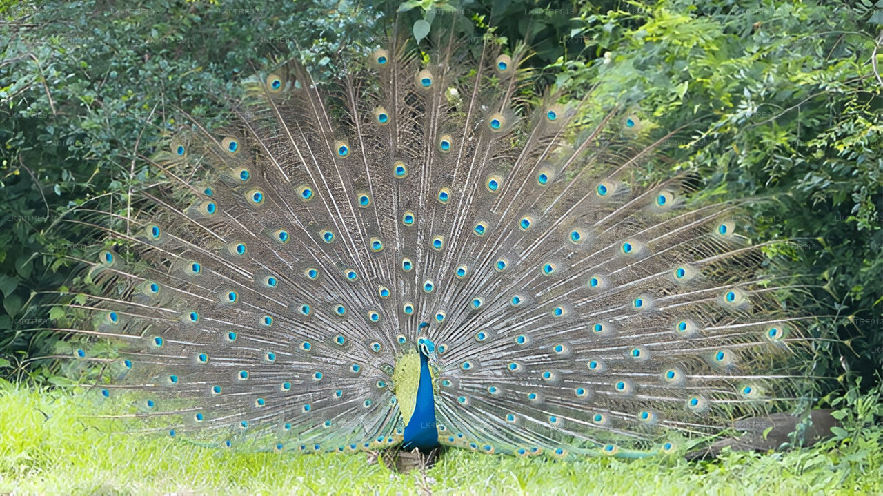 Privat tur fra Sigiriya til Kandy med Wasgamuwa Safari