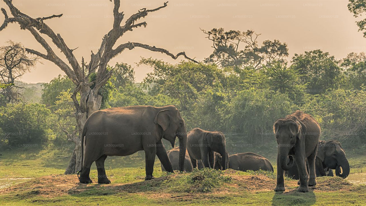 Meals at Udawalawe National Park