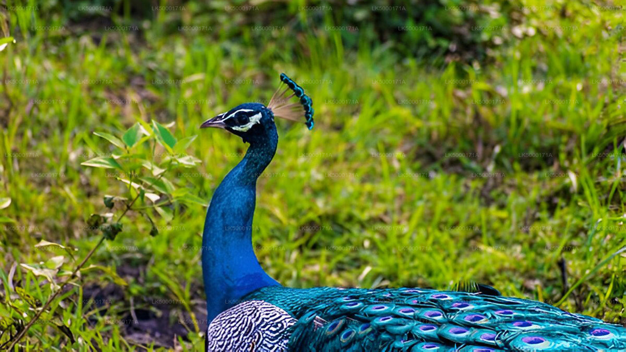 Maduru Oya National Park Private Safari from Pasikuda