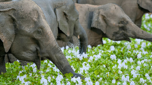 Wasgamuwa Nationalpark Privat Safari med Naturforsker