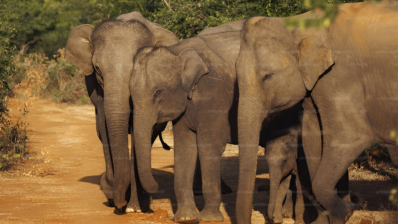 Privat tur fra Ella til Weligama med Udawalawe Safari