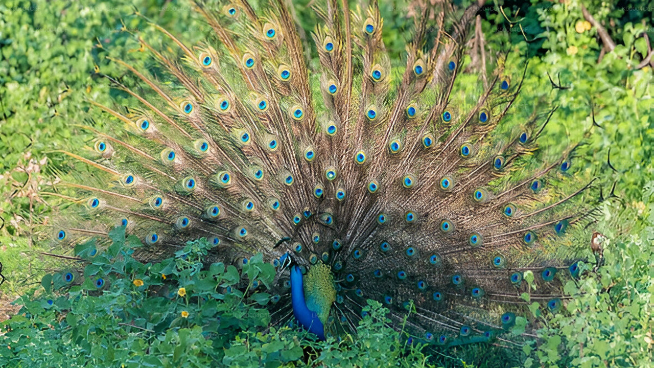 Privat tur fra Ella til Weligama med Udawalawe Safari