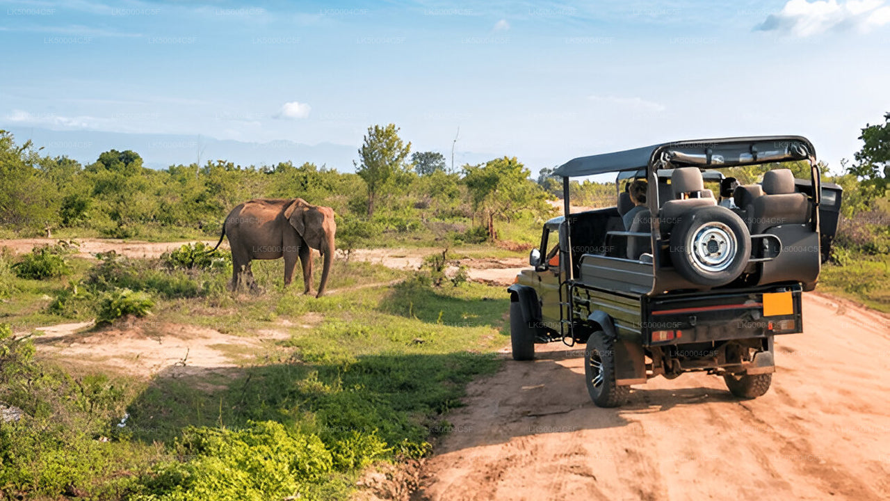 Privat tur fra Ella til Weligama med Udawalawe Safari