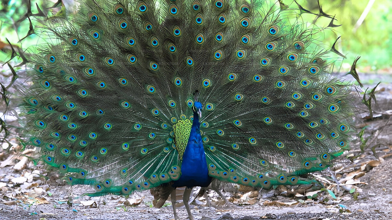 Privat tur fra Hiriketiya til Ella med Udawalawe Safari