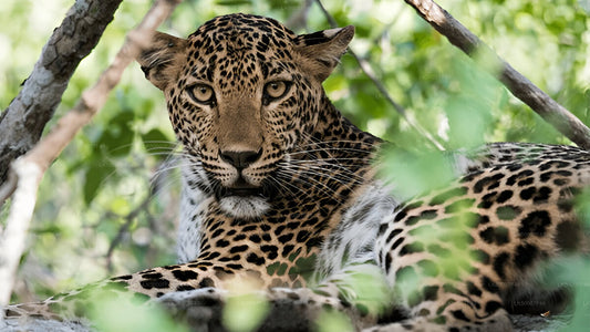 Private Tour from Mirissa to Ella with Yala Safari