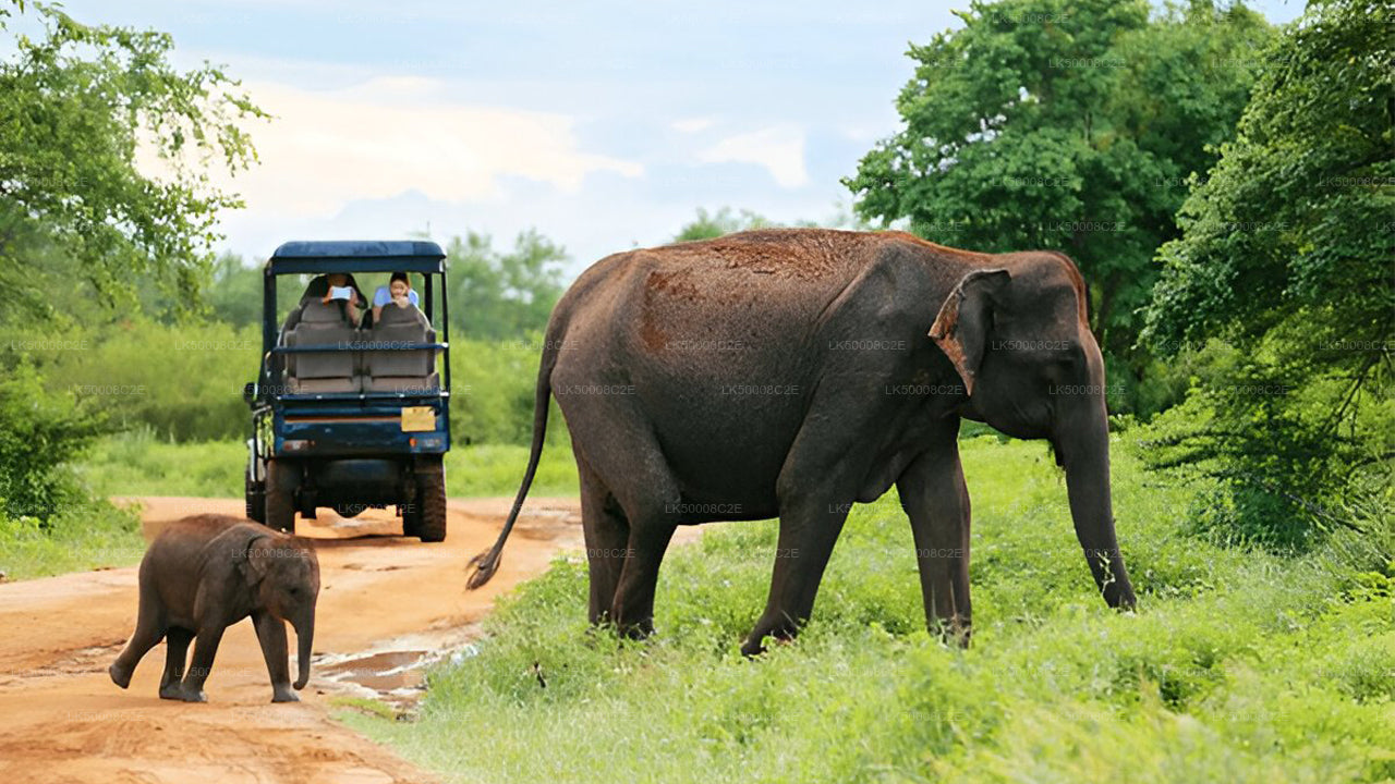 Private Tour from Ella to Galle with Udawalawe Safari