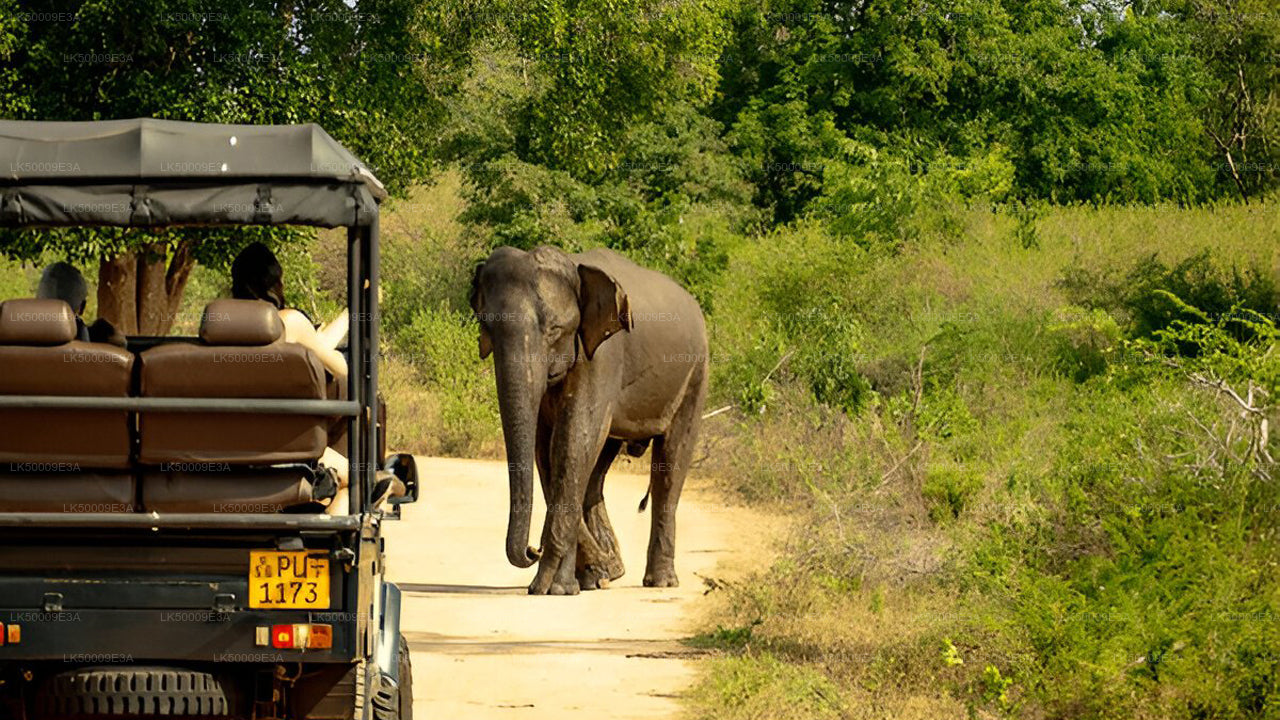 An elephant walking alongside a safari vehicle in Udawalawe National Park.