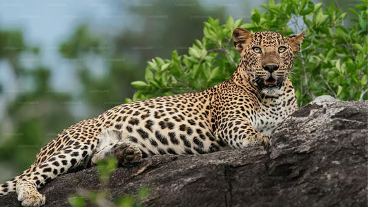 Wilpattu Nationalpark Private Safari