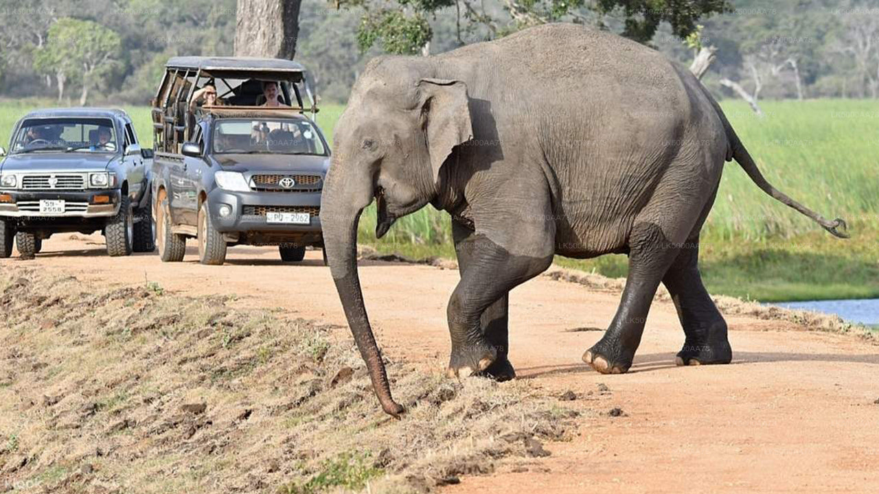 Wilpattu Nationalpark Private Safari